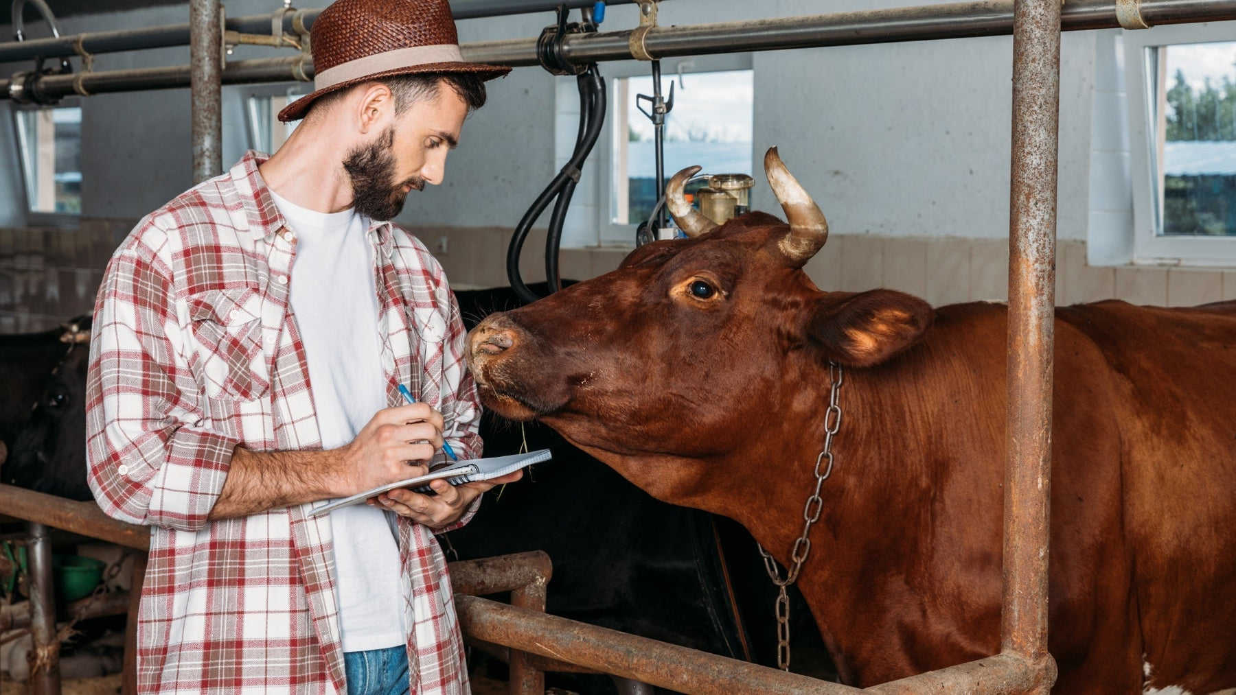 Top Livestock Scales for Accurate Animal Weighing in 2025