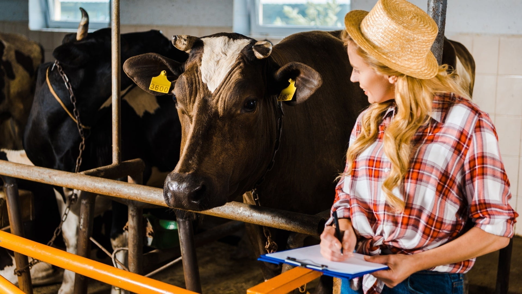 Top Livestock Scales for Sale: Accurate & Affordable Options