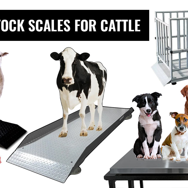 best livestock scales for cattle