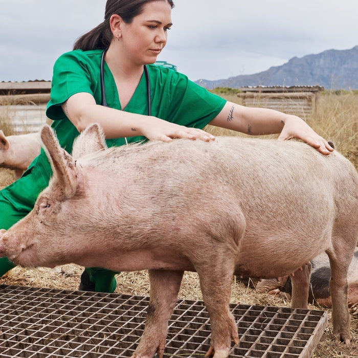 Best Scale for Pigs: Accurate Weighing Solutions for Your Livestock