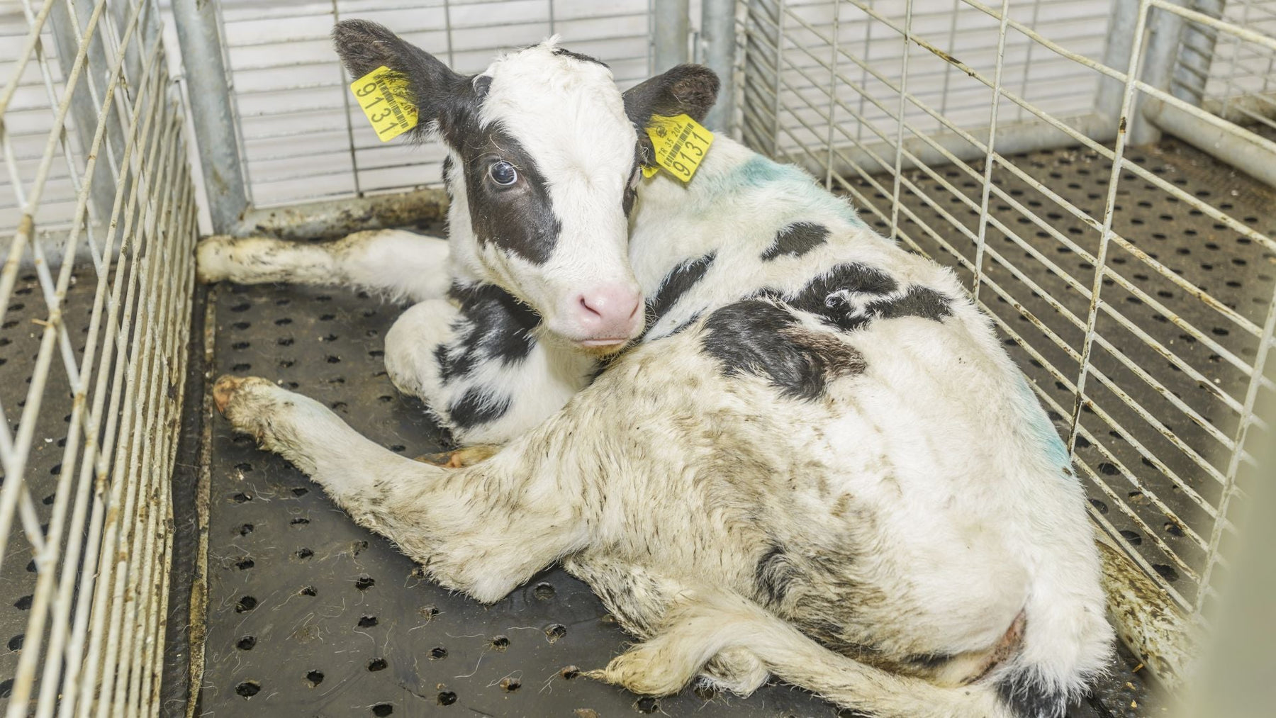 Calf Weighing Scales