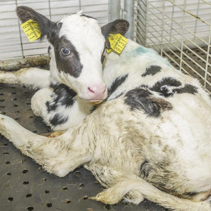 Calf Weighing Scales