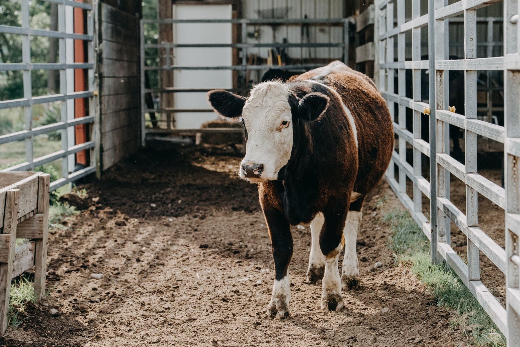 Livestock Scales for Sale