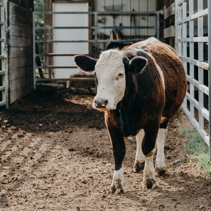Livestock Scales for Sale