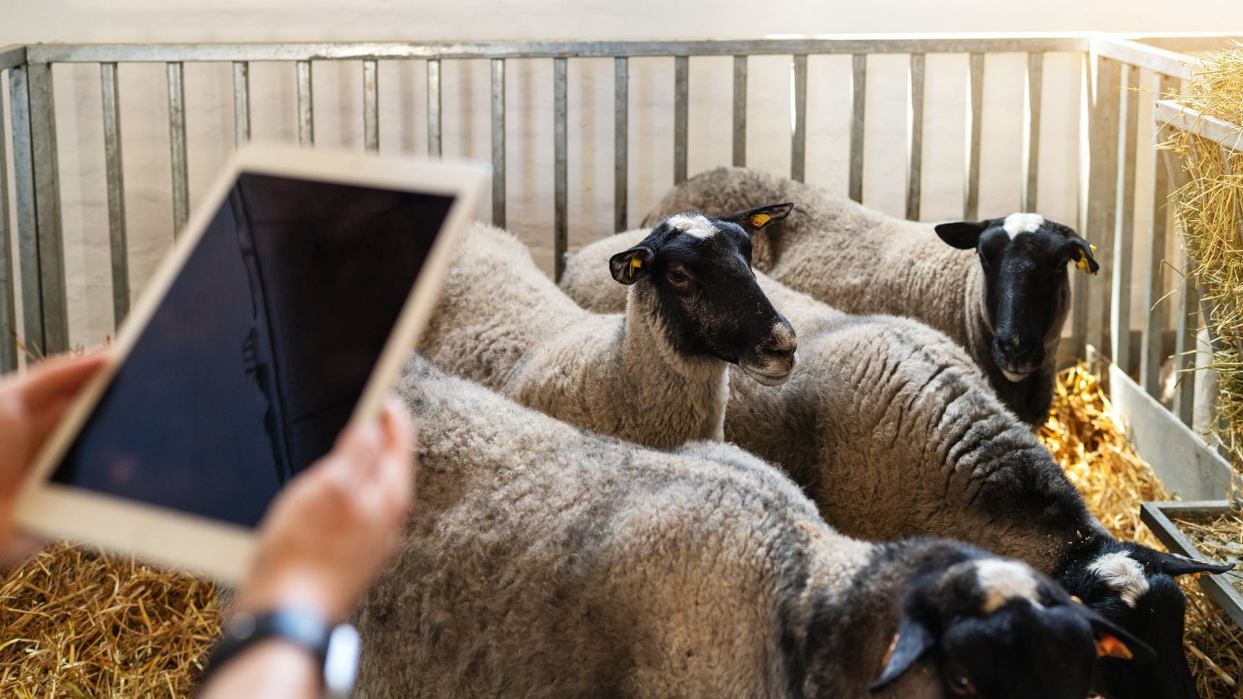 Livestock Weigh Scales