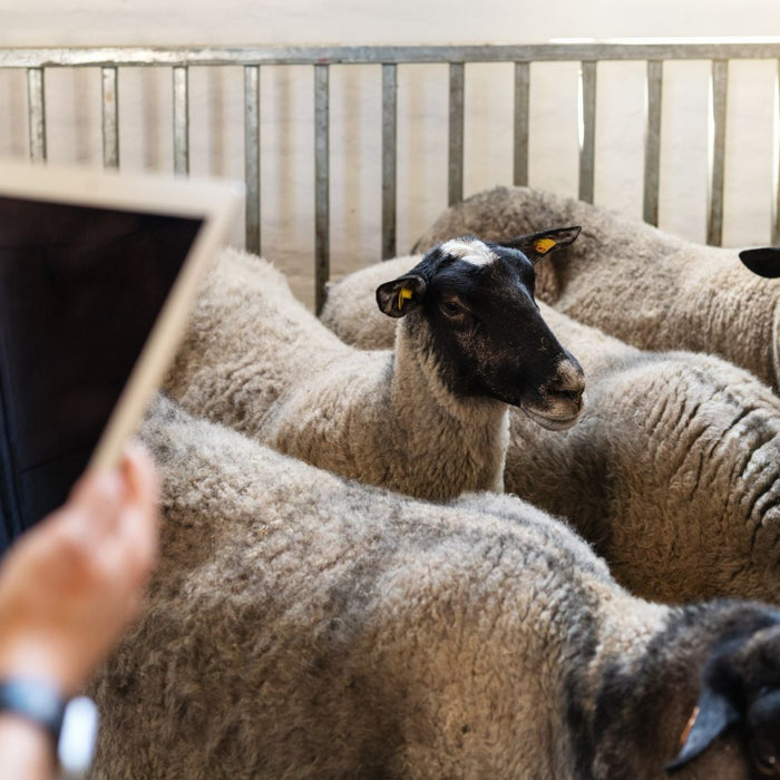 Livestock Weigh Scales