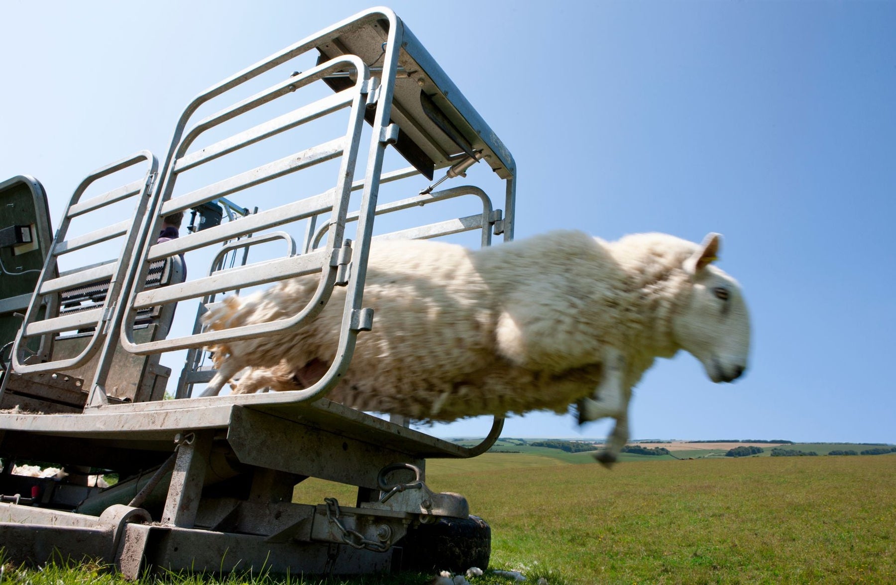Livestock Weight Scales
