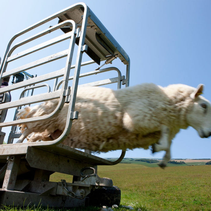 Livestock Weight Scales