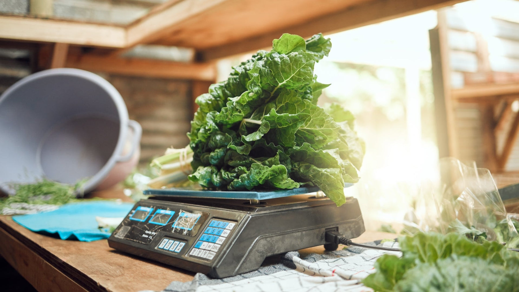 Solar-Powered Scales