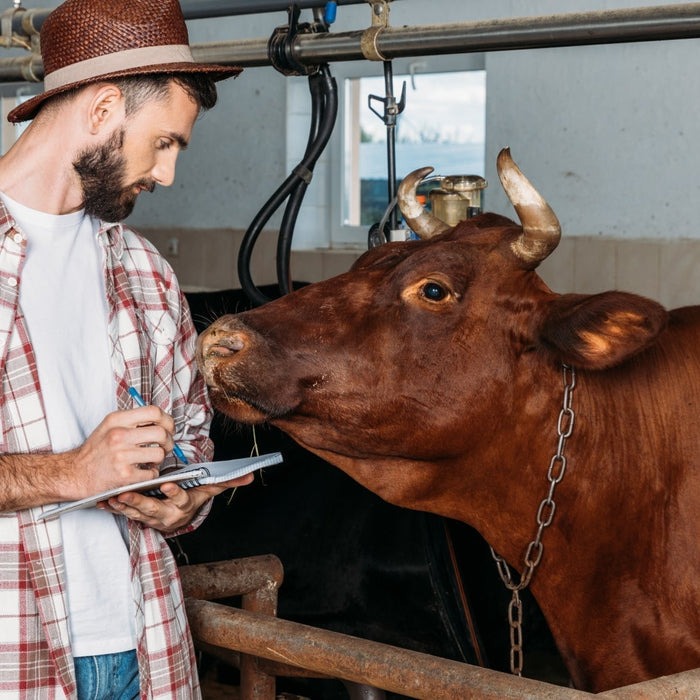 Top Livestock Scales for Accurate Animal Weighing in 2025