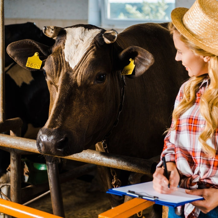 Top Livestock Scales for Sale: Accurate & Affordable Options