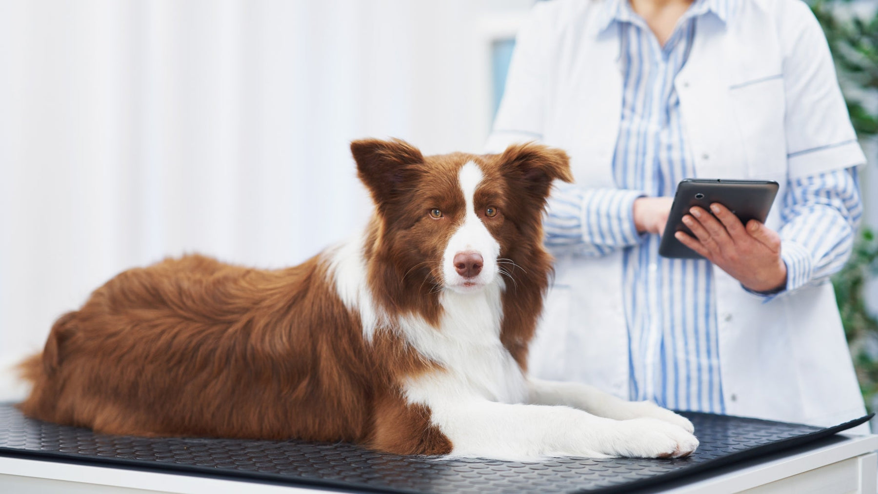 Veterinary Scales