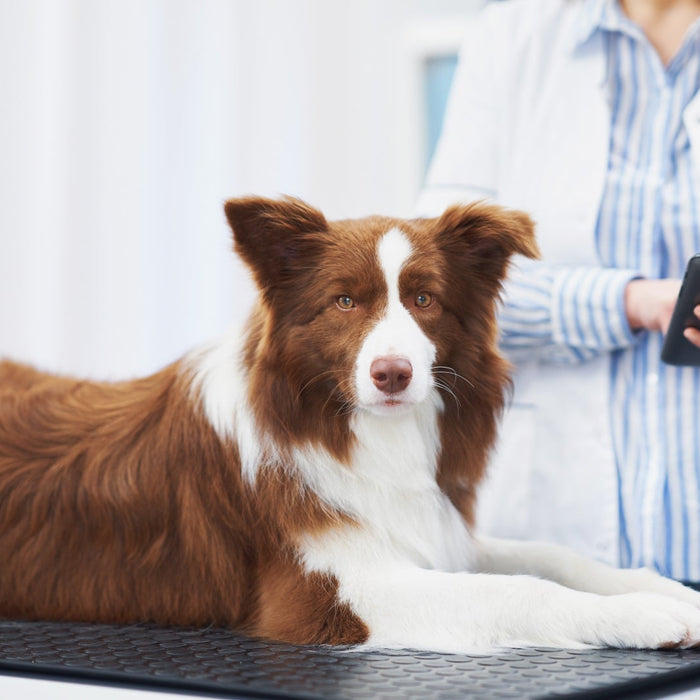 Veterinary Scales