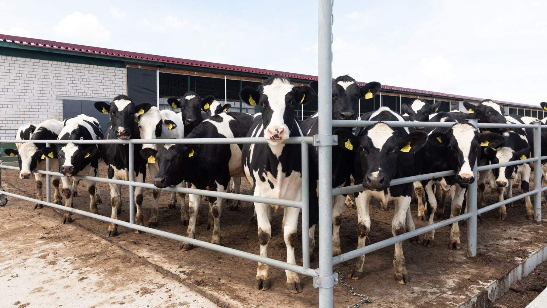 Cattle Scale Buying Guide: How to Choose the Right Livestock Scale for Your Farm