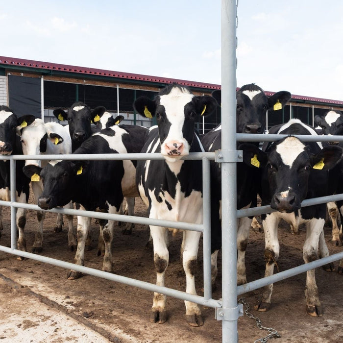 Cattle Scale Buying Guide: How to Choose the Right Livestock Scale for Your Farm
