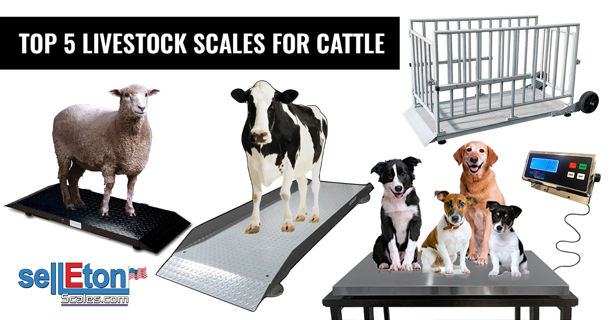 Top 5 Livestock Scales for Cattle: Precision Weighing for Your Farming ...