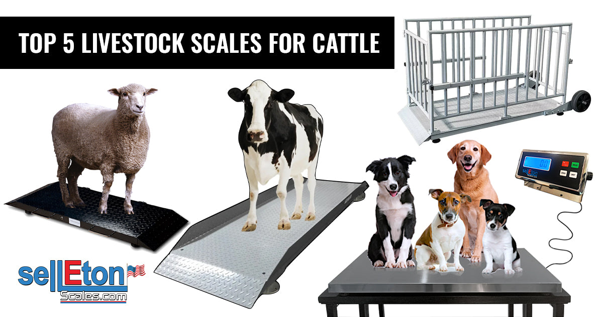 best livestock scales for cattle
