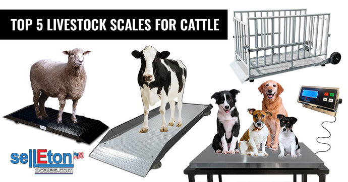 Top 5 Livestock Scales for Cattle: Precision Weighing for Your Farming Needs