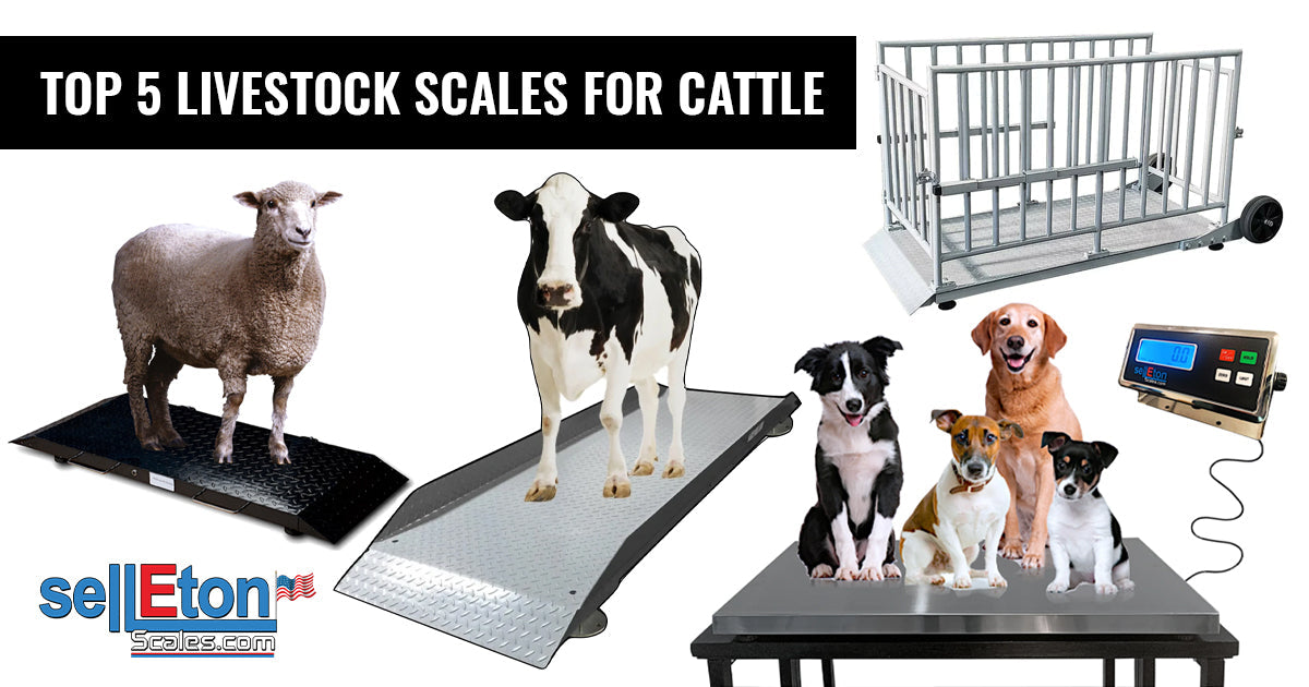 best livestock scales for cattle
