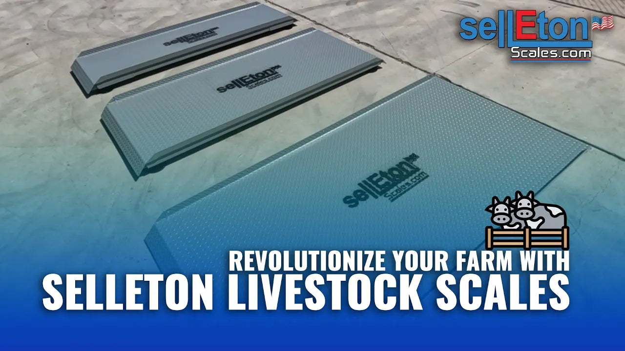 Livestock Weighing with SellEton SL-929 Alleyway Scales | Ultimate Farm Tool!