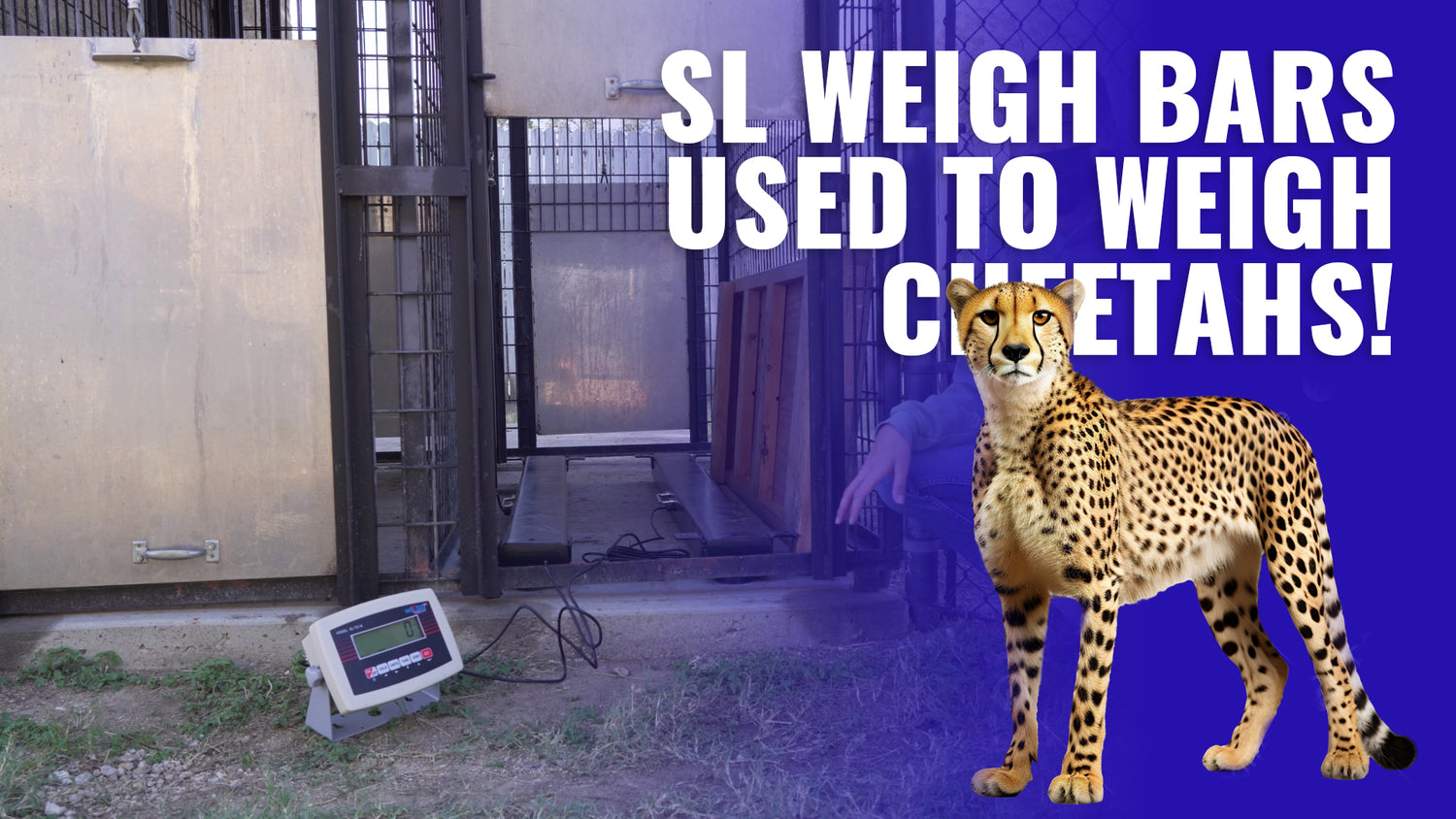 Selleton Scales Weigh Bars Used To Weigh Cheetahs!