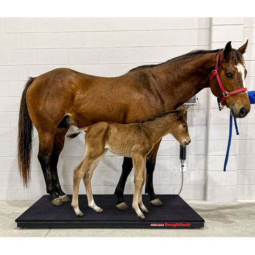 RoughDeck® EQ Equine Floor Scale and Indicator Package