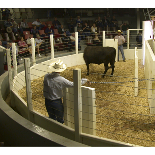 SURVIVOR® LV Livestock Ring Scale