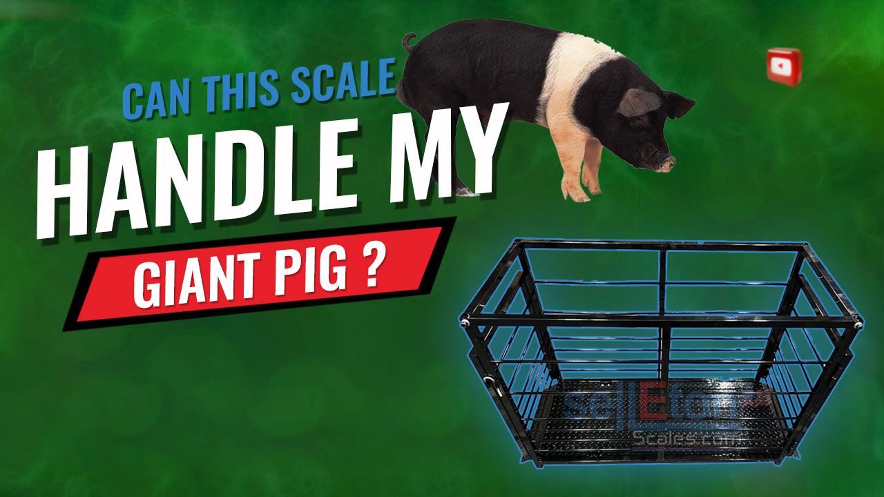 Can This Scale Handle My Giant Pig? 😲 | SellEton’s SL-920-2k Shocking Results!