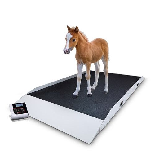 Rice Lake VS-40 Dual-ramp Large Animal Scale